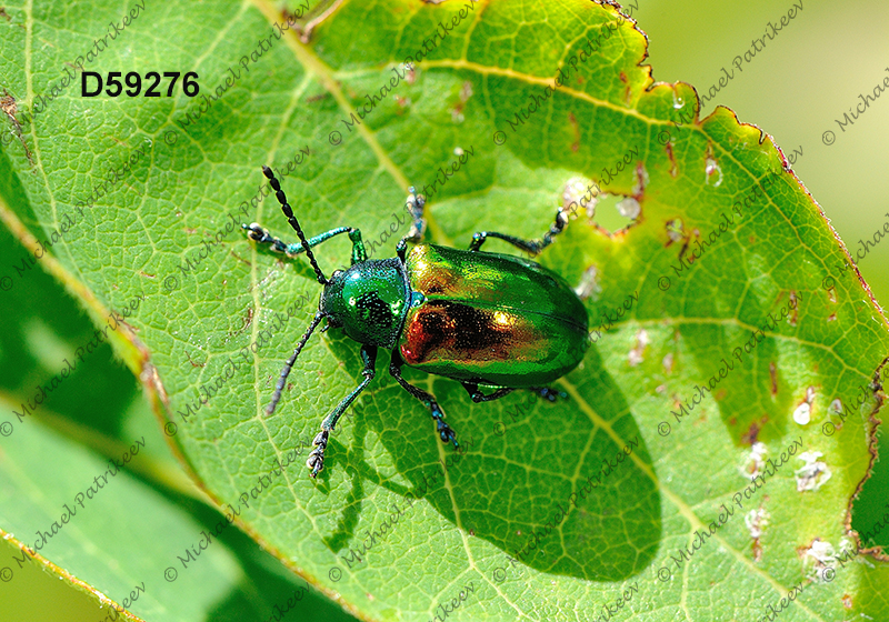 Dogbane Leaf Beetle (Chrysochus auratus)